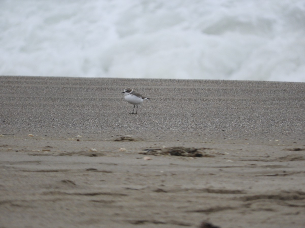 Pluvier neigeux - ML646441195