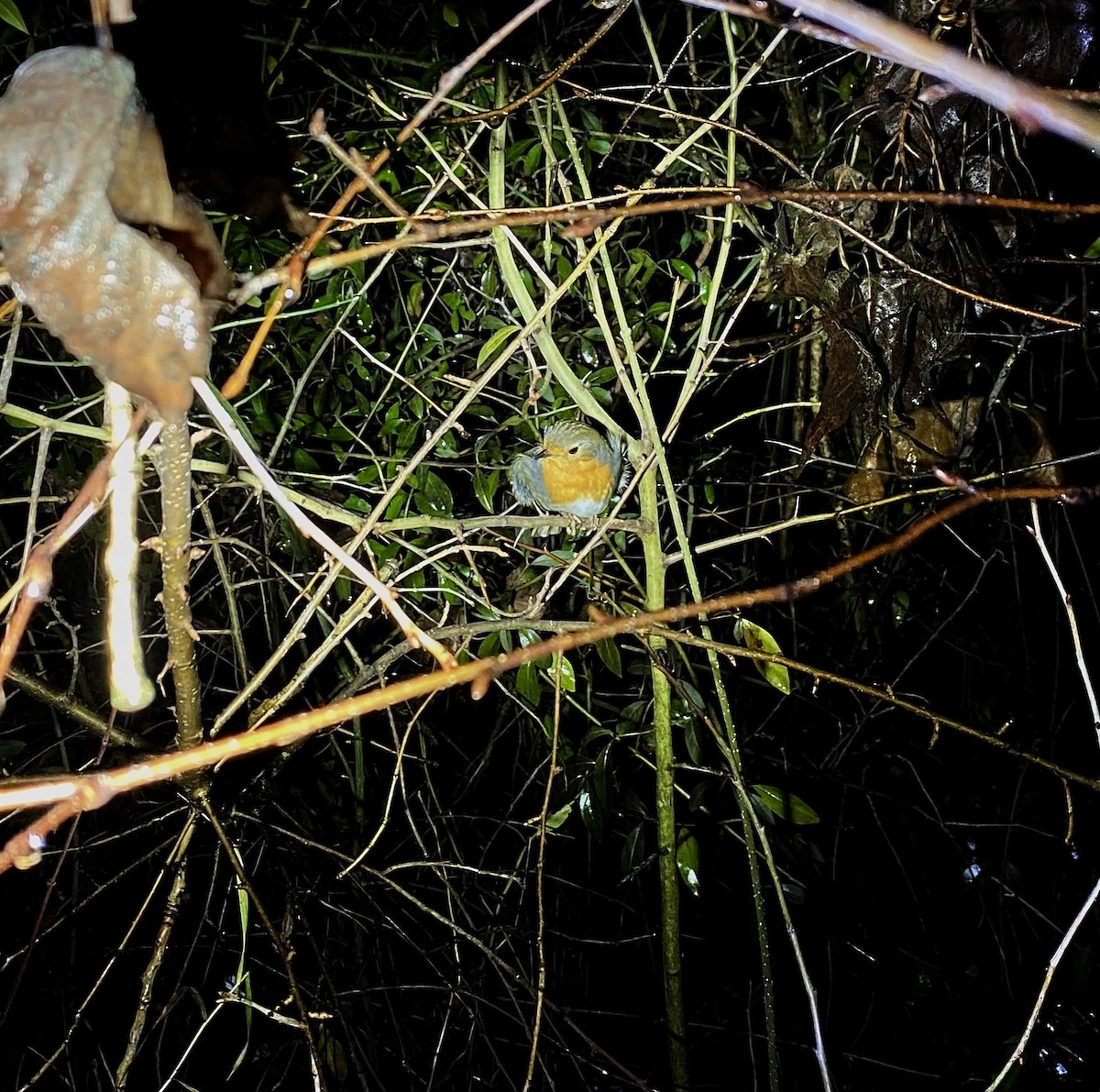 Rougegorge familier - ML646441196