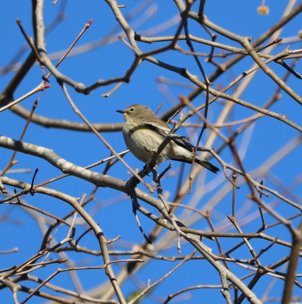 Paruline à croupion jaune - ML646441197