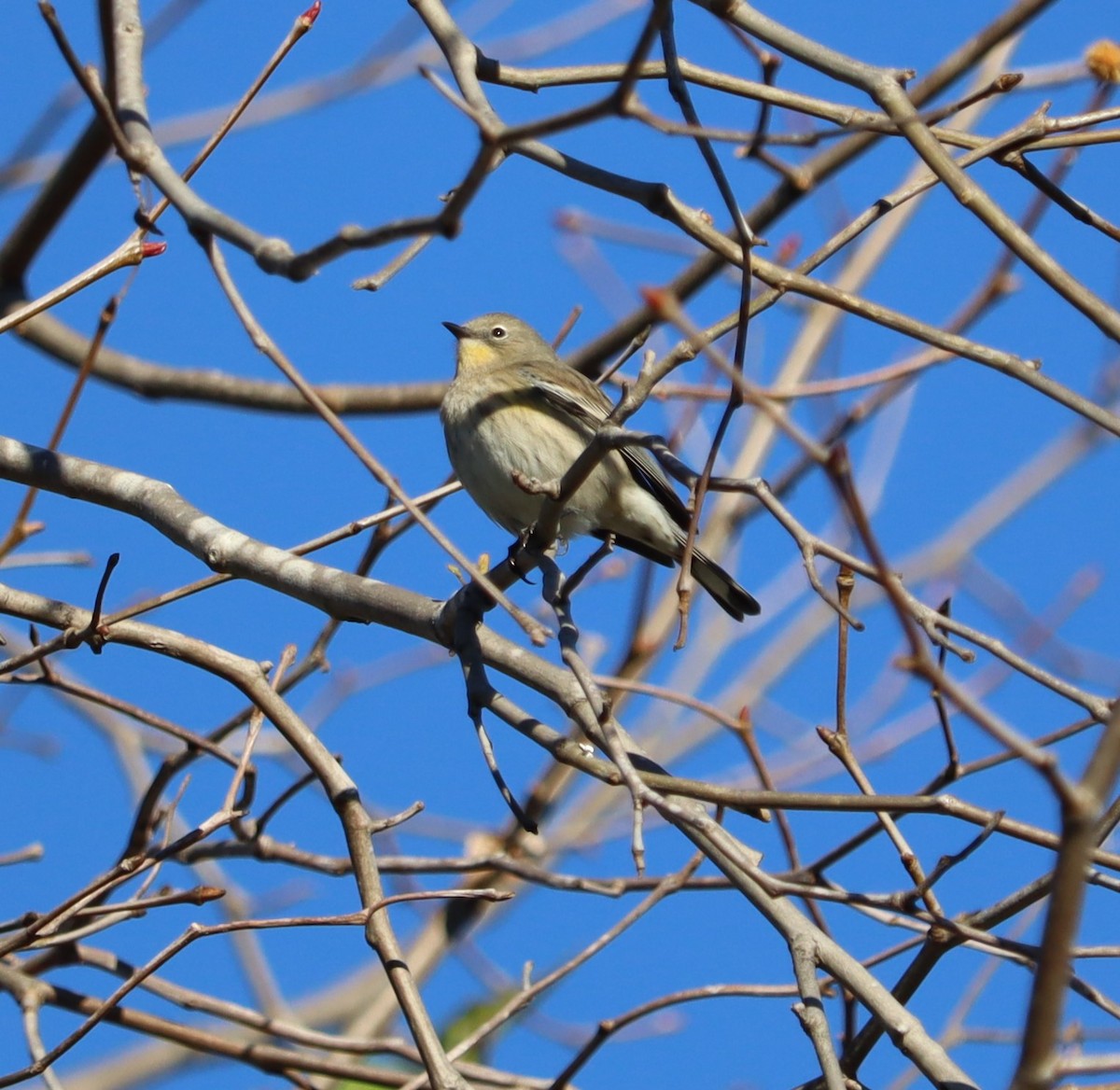 Paruline à croupion jaune - ML646441198