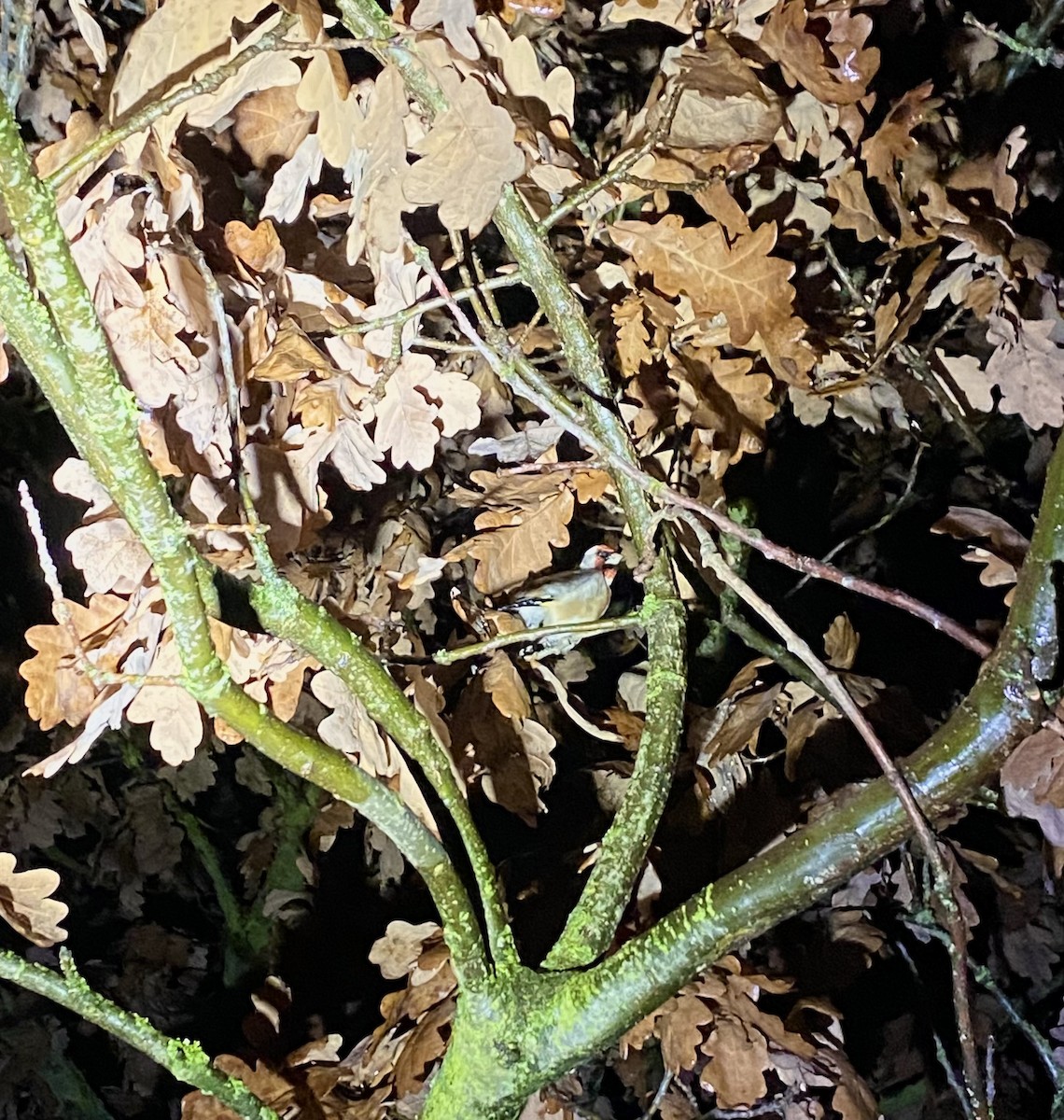 Chardonneret élégant - ML646441202