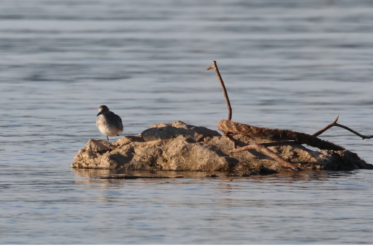 Pluvier argenté - ML646441203