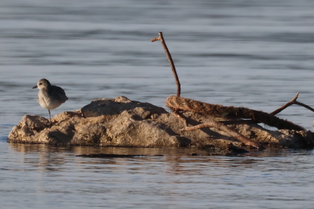 Pluvier argenté - ML646441204