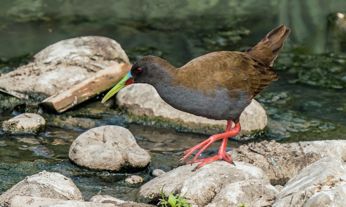 Kurşuni Sukılavuzu - ML646441206