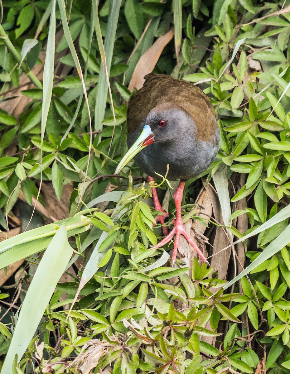 Plumbeous Rail - ML646441207