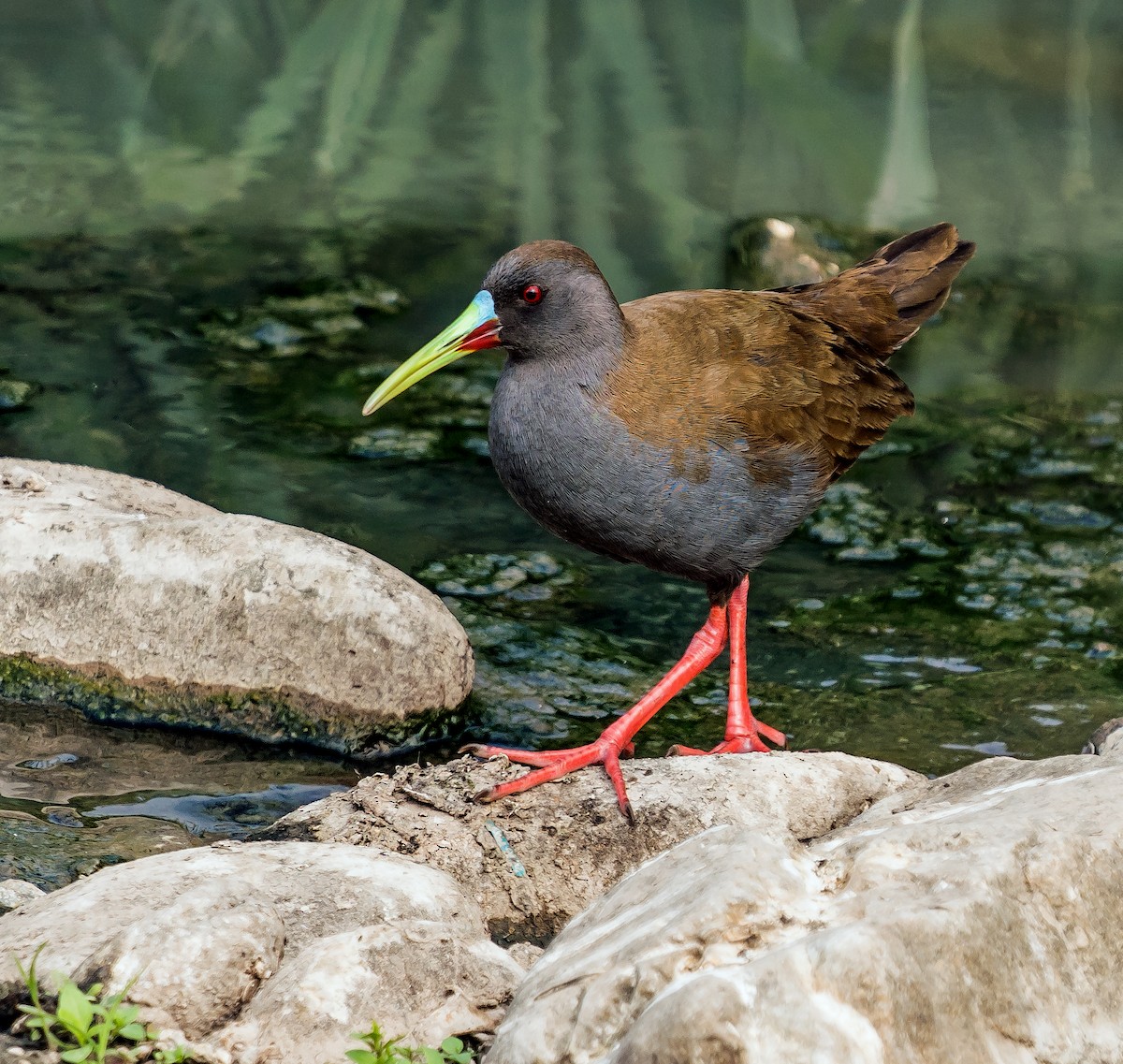 Plumbeous Rail - ML646441208