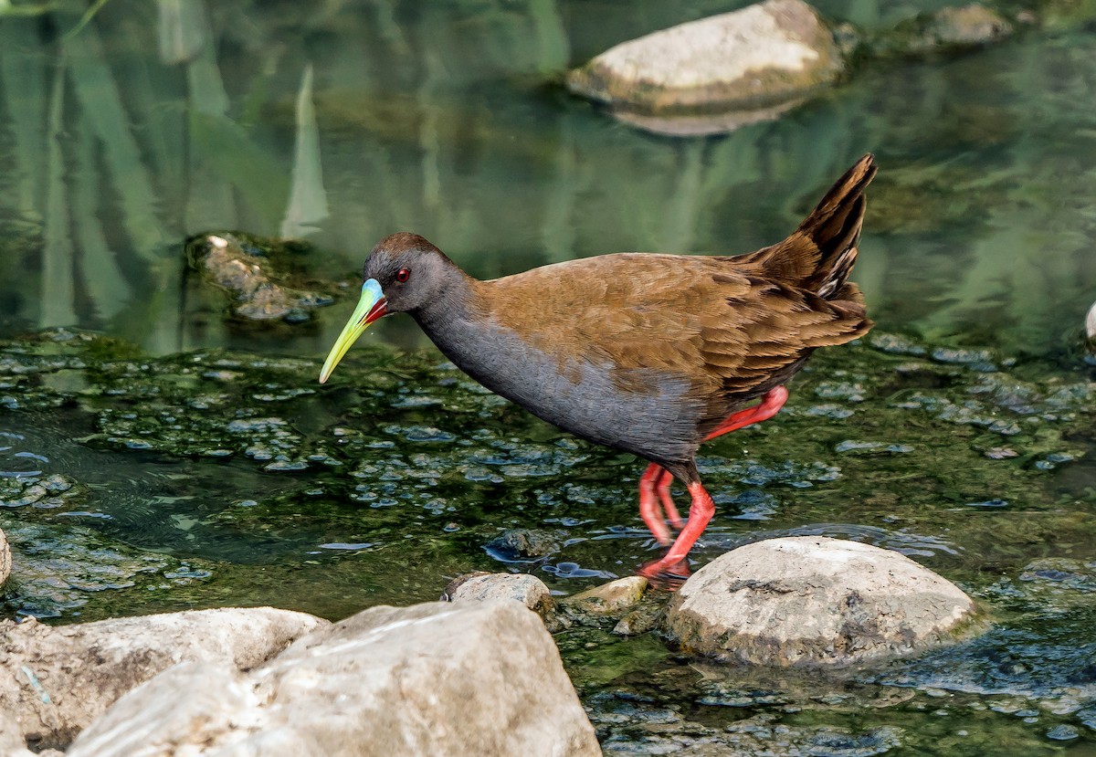 Plumbeous Rail - ML646441209