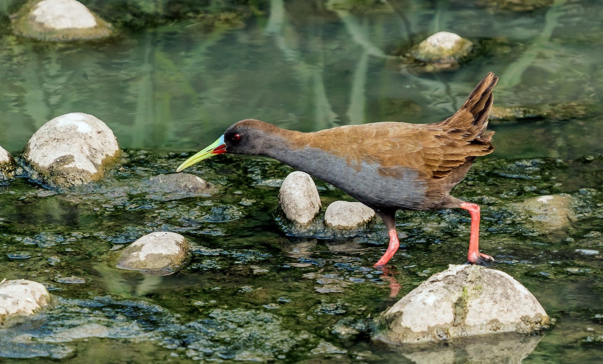 Plumbeous Rail - ML646441210