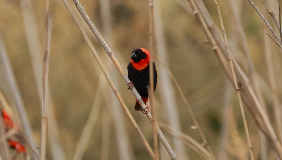 Turuncu Piskopos - ML646441211