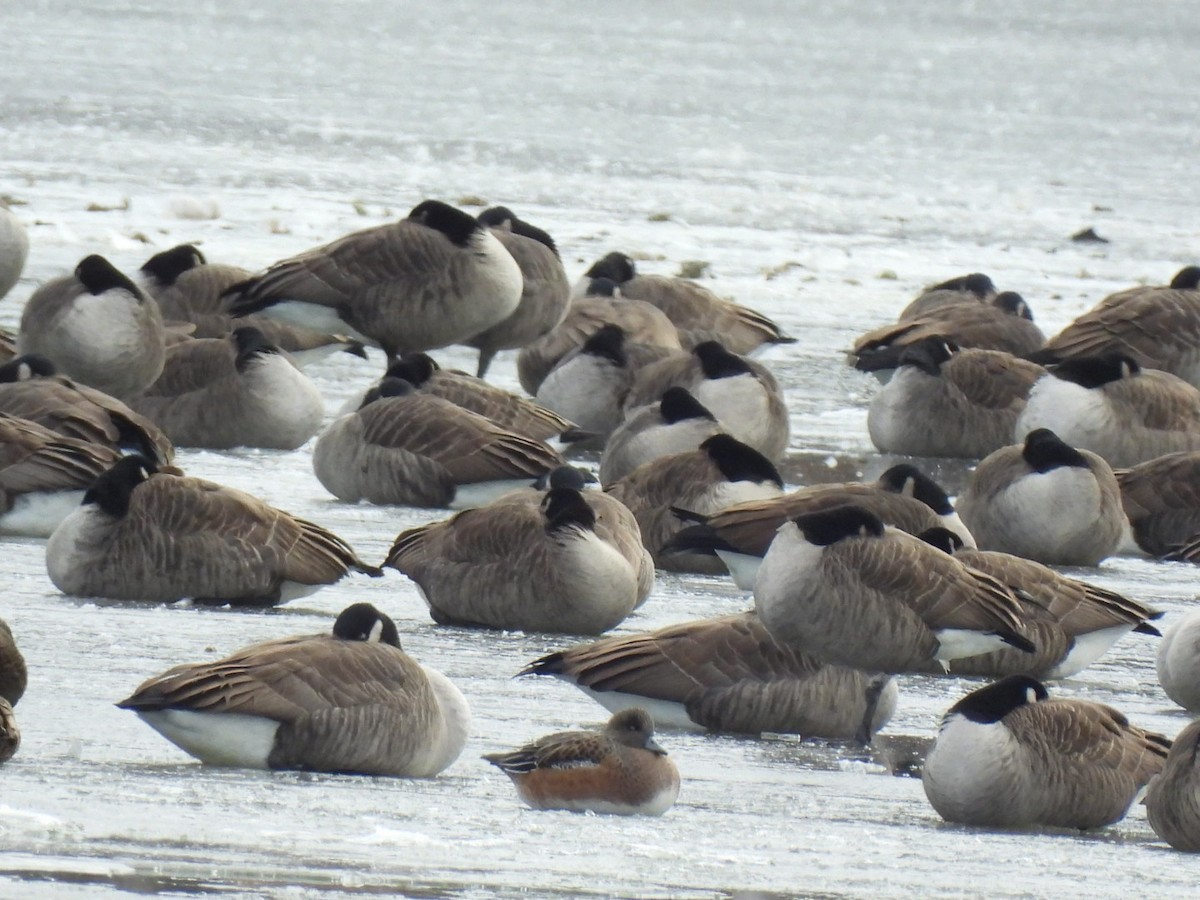 Canard d'Amérique - ML646441213