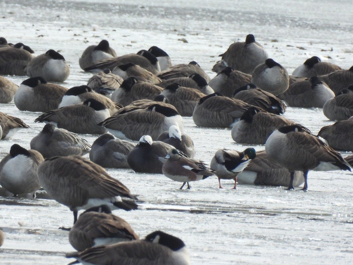 Canard d'Amérique - ML646441214