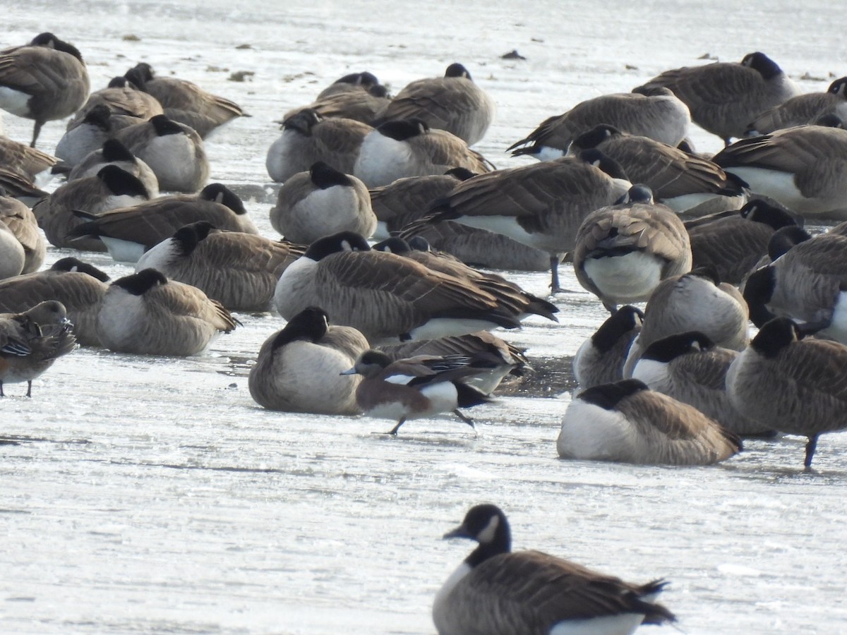 Canard d'Amérique - ML646441215