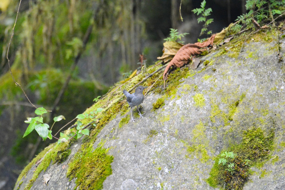 gråfossekall - ML646441216