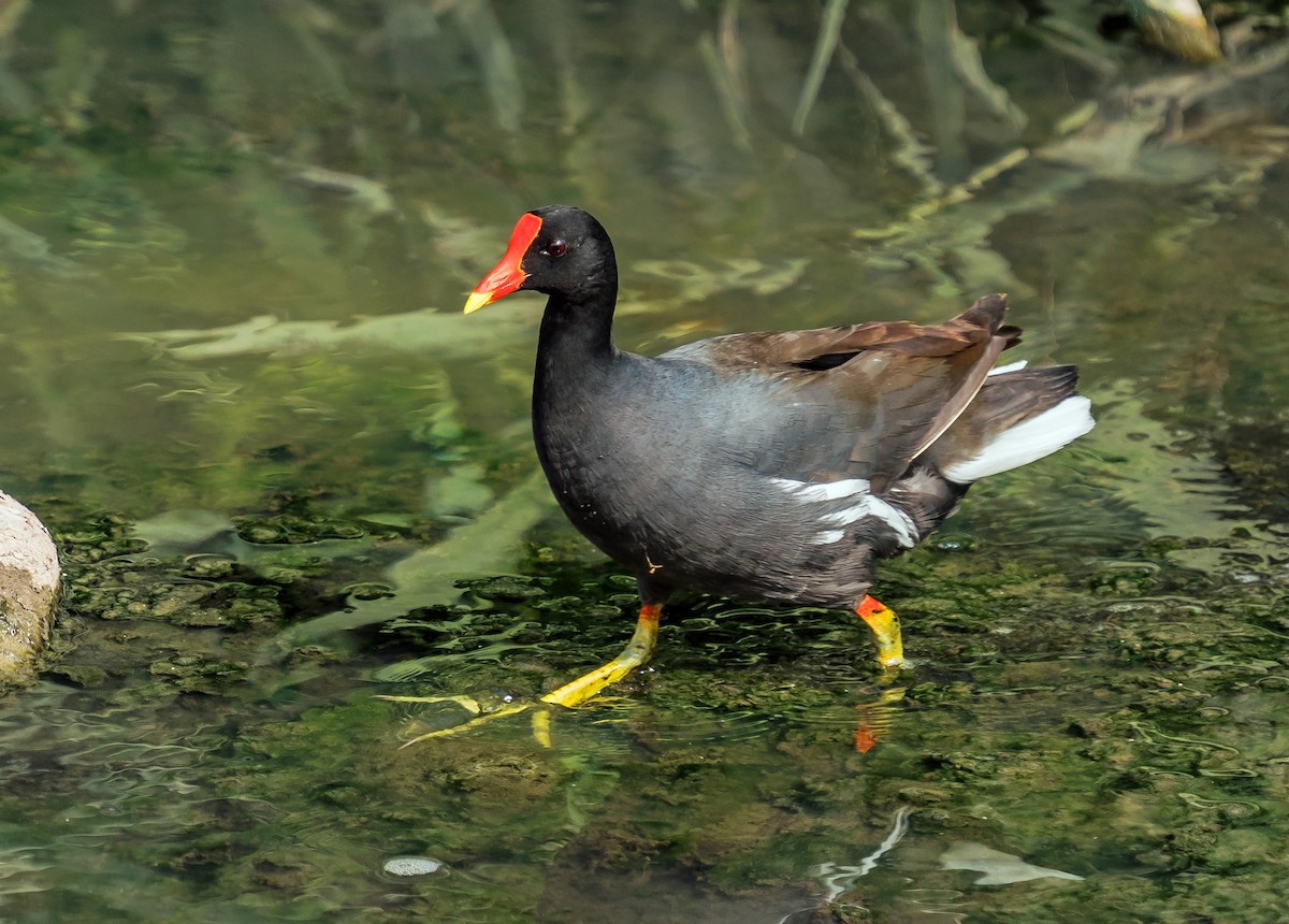Common Gallinule - ML646441219