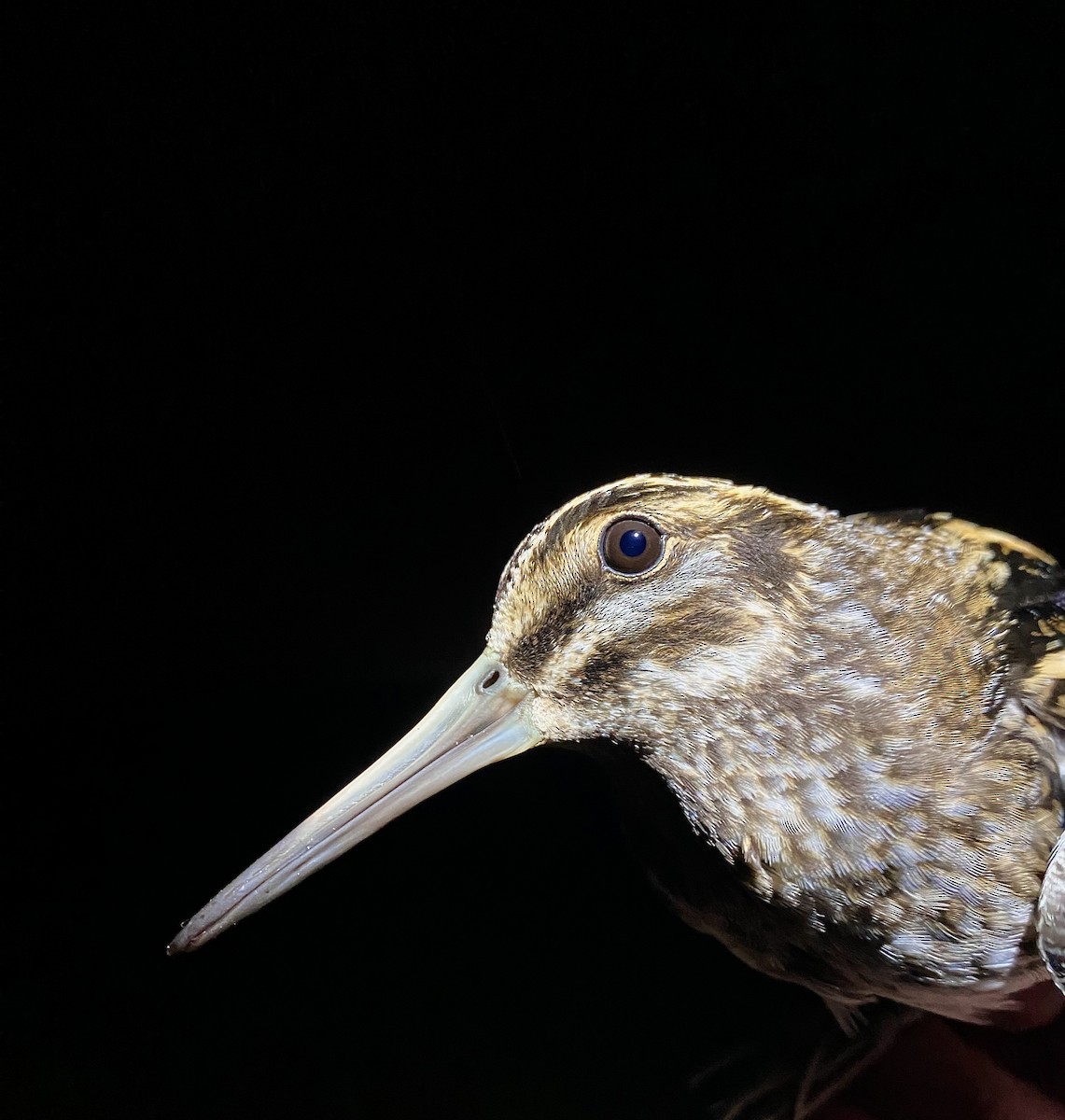 Jack Snipe - ML646441221