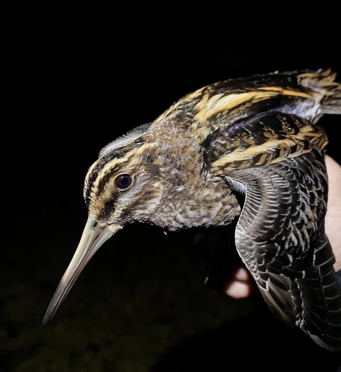 Jack Snipe - ML646441222