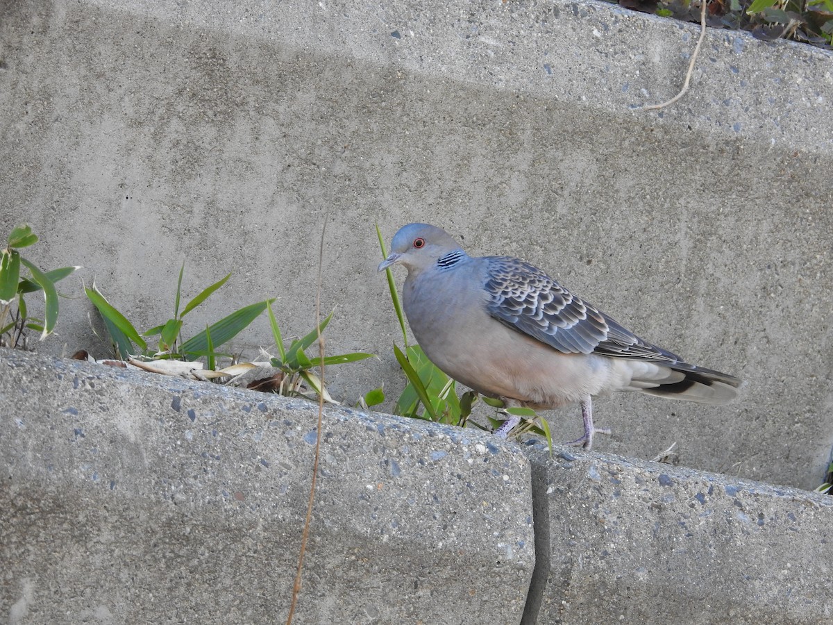 キジバト - ML646441223