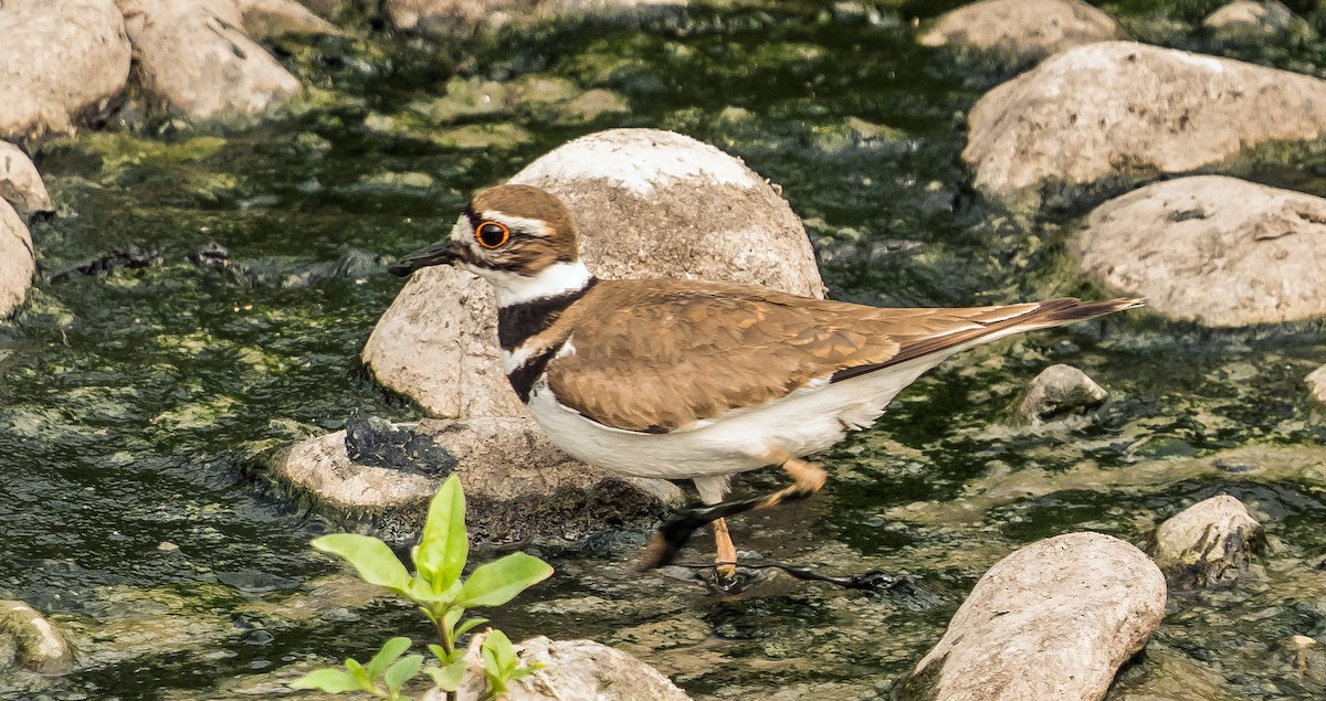 Killdeer - ML646441224
