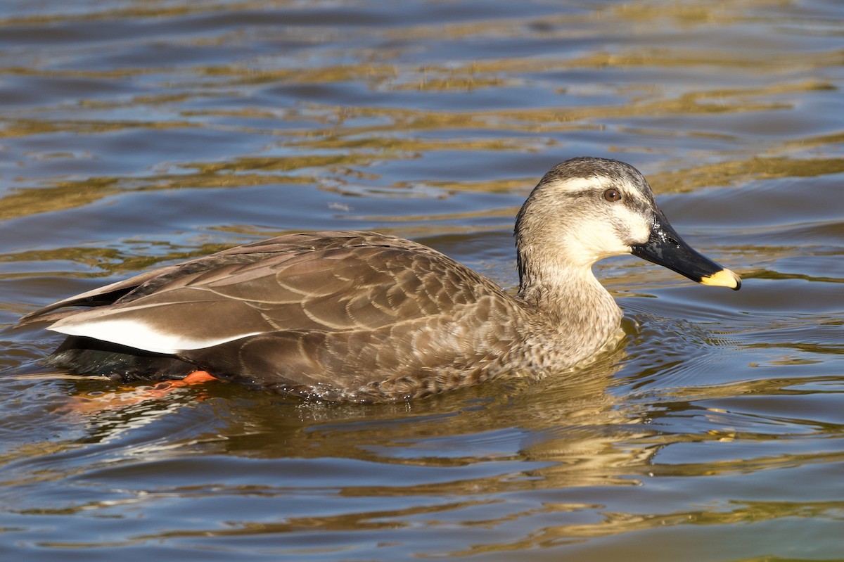 Зэрлэгшир нугас - ML646441226