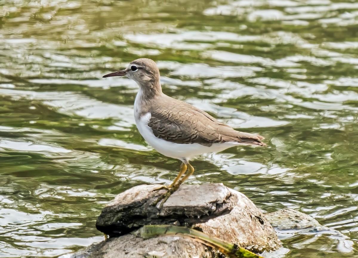 Spotted Sandpiper - ML646441227