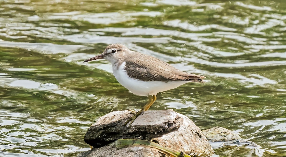 Spotted Sandpiper - ML646441228
