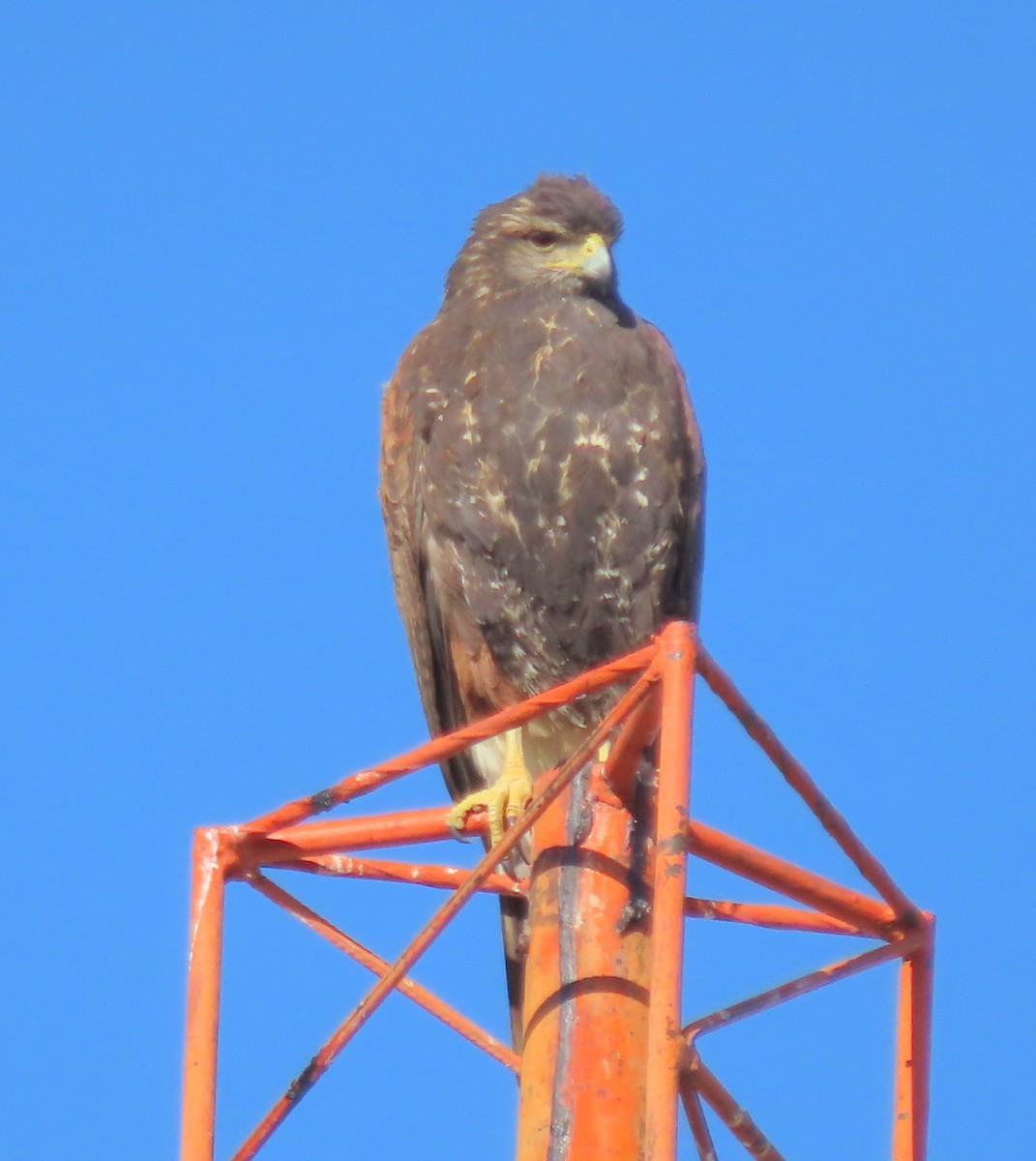 káně Harrisova - ML646441229