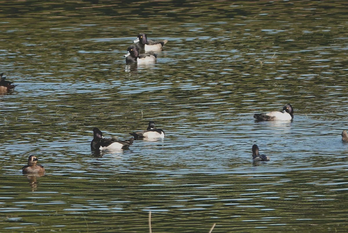 polák proužkozobý - ML646441230