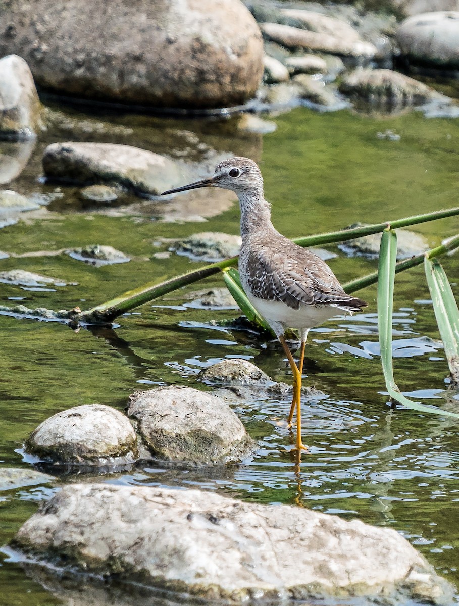 Lesser Yellowlegs - ML646441231