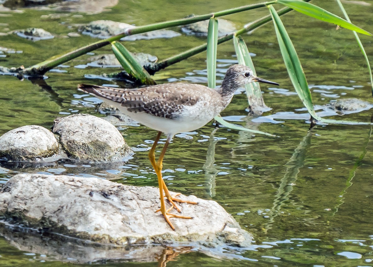 Lesser Yellowlegs - ML646441232