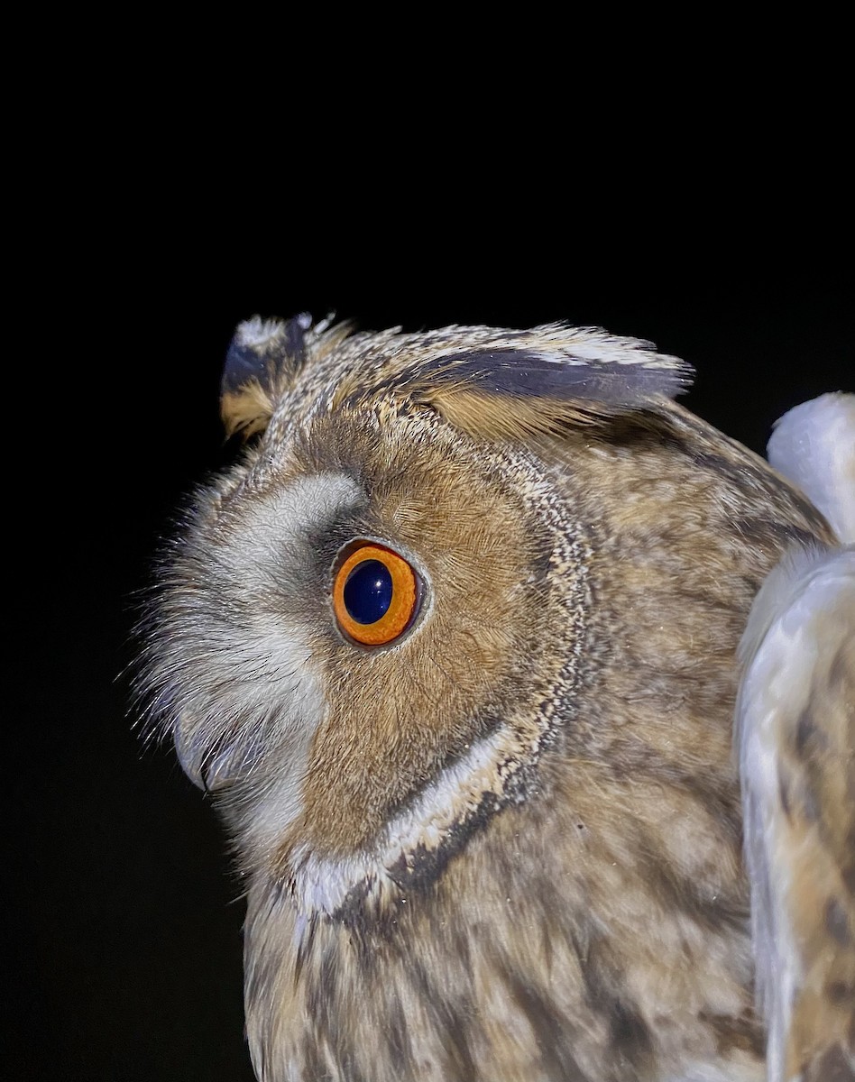 Long-eared Owl - ML646441233