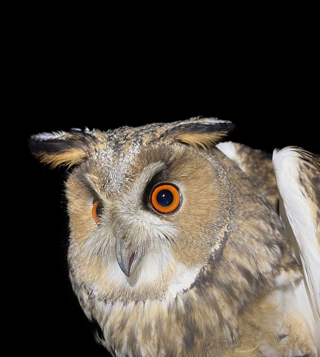 Long-eared Owl - ML646441234