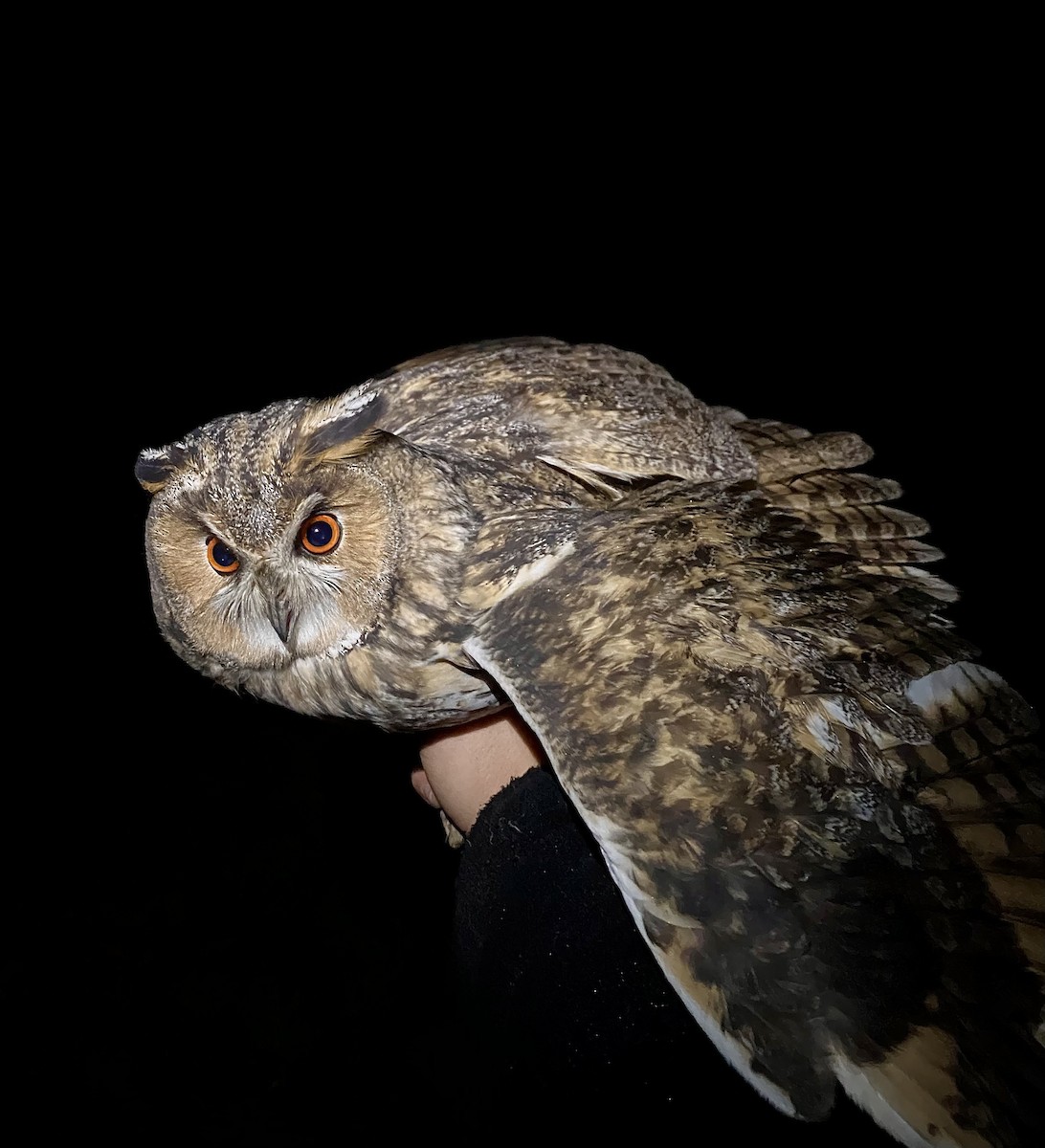 Long-eared Owl - ML646441235