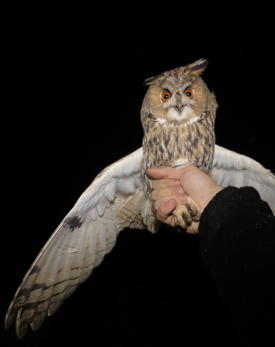 Long-eared Owl - ML646441236