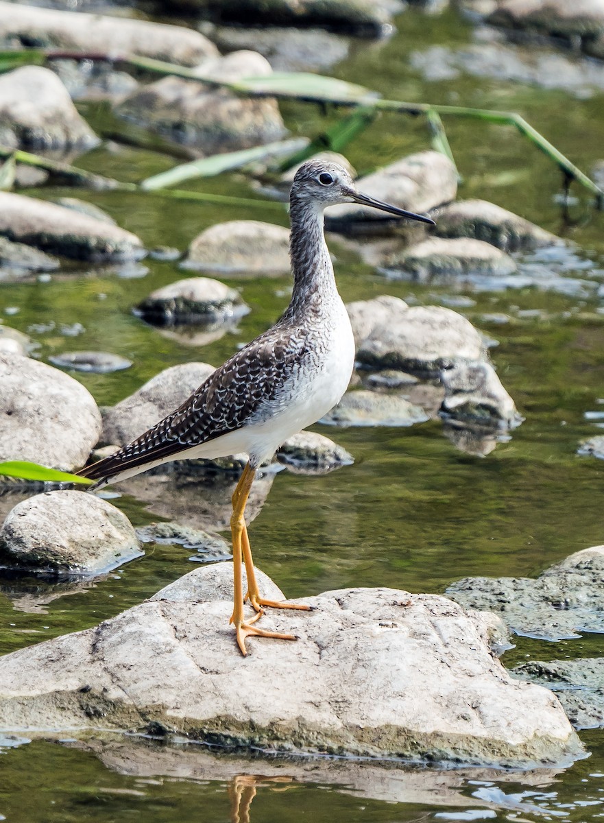 Greater Yellowlegs - ML646441238