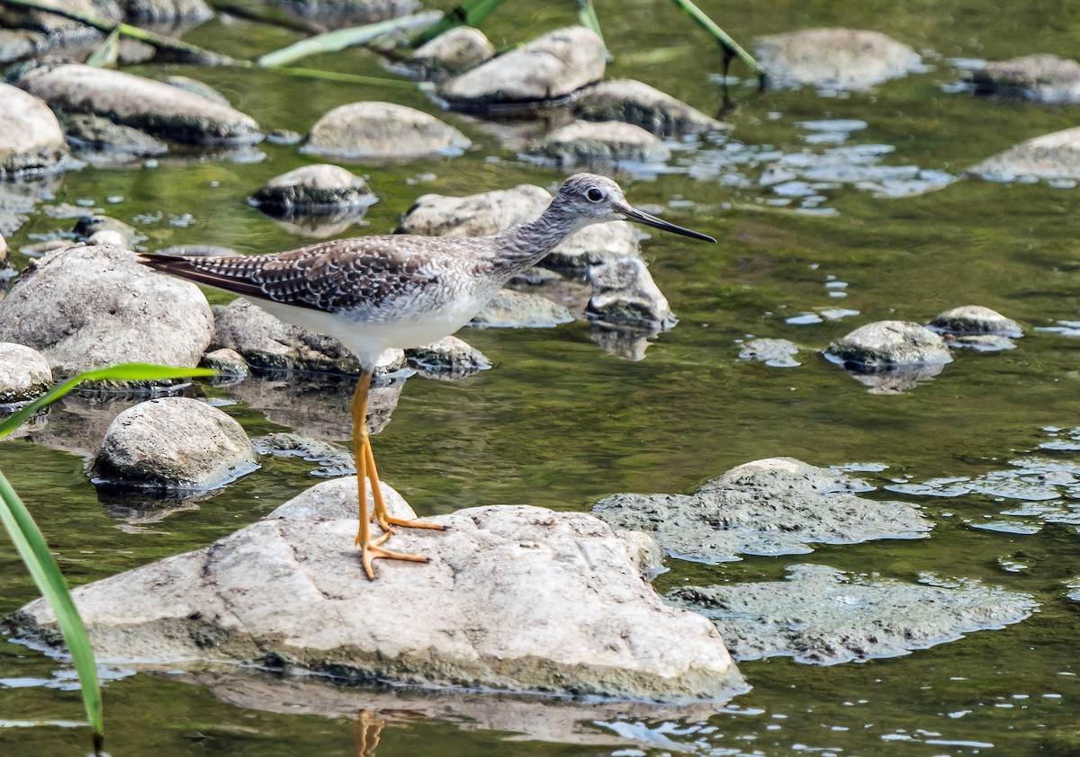 Greater Yellowlegs - ML646441239