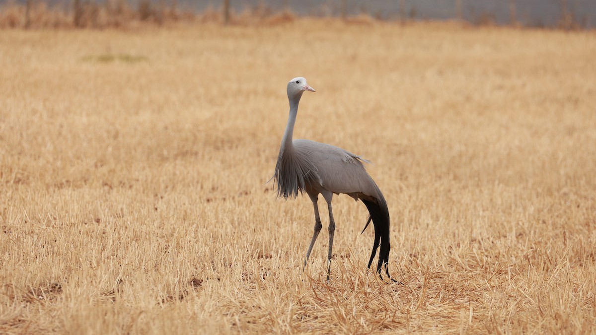 Gökçe Turna - ML646441240