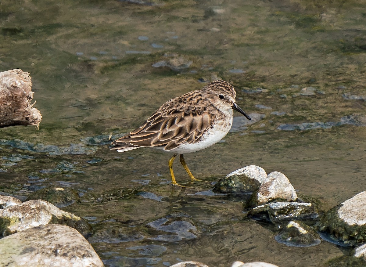 Least Sandpiper - ML646441242