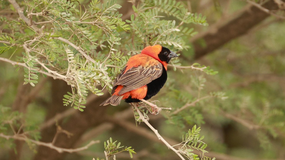 Turuncu Piskopos - ML646441246