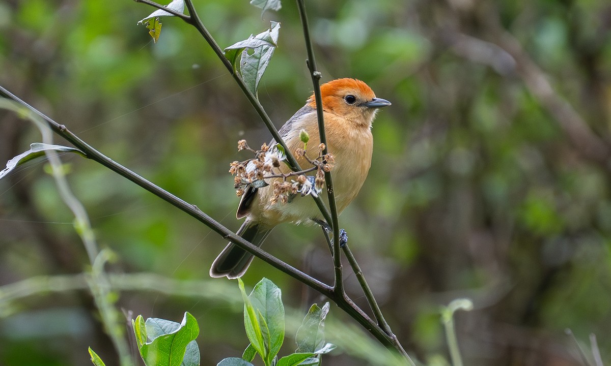 Buff-bellied Tanager - ML646441247