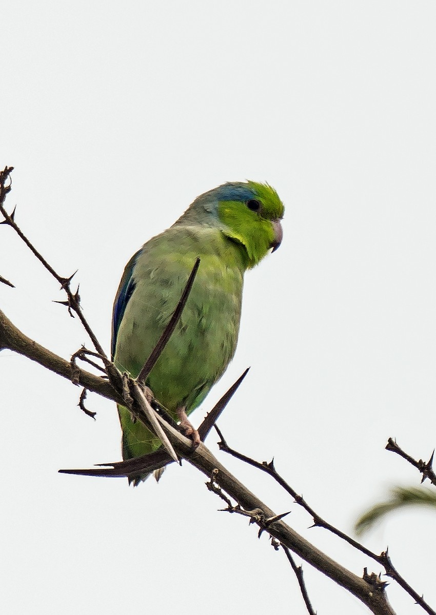 Pacific Parrotlet - ML646441250