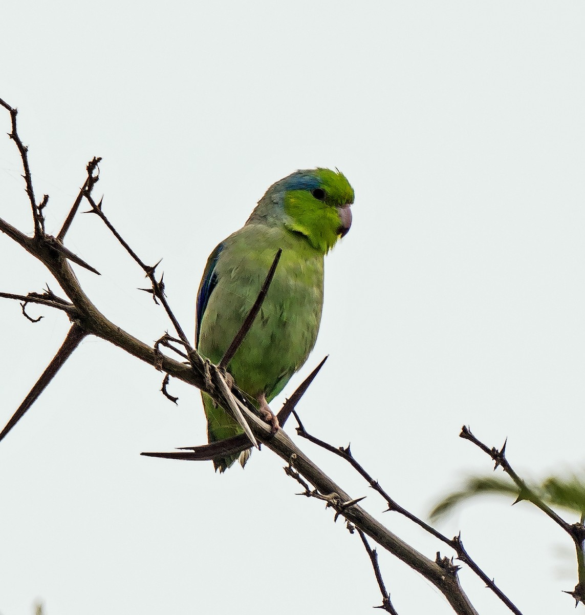 Pacific Parrotlet - ML646441251