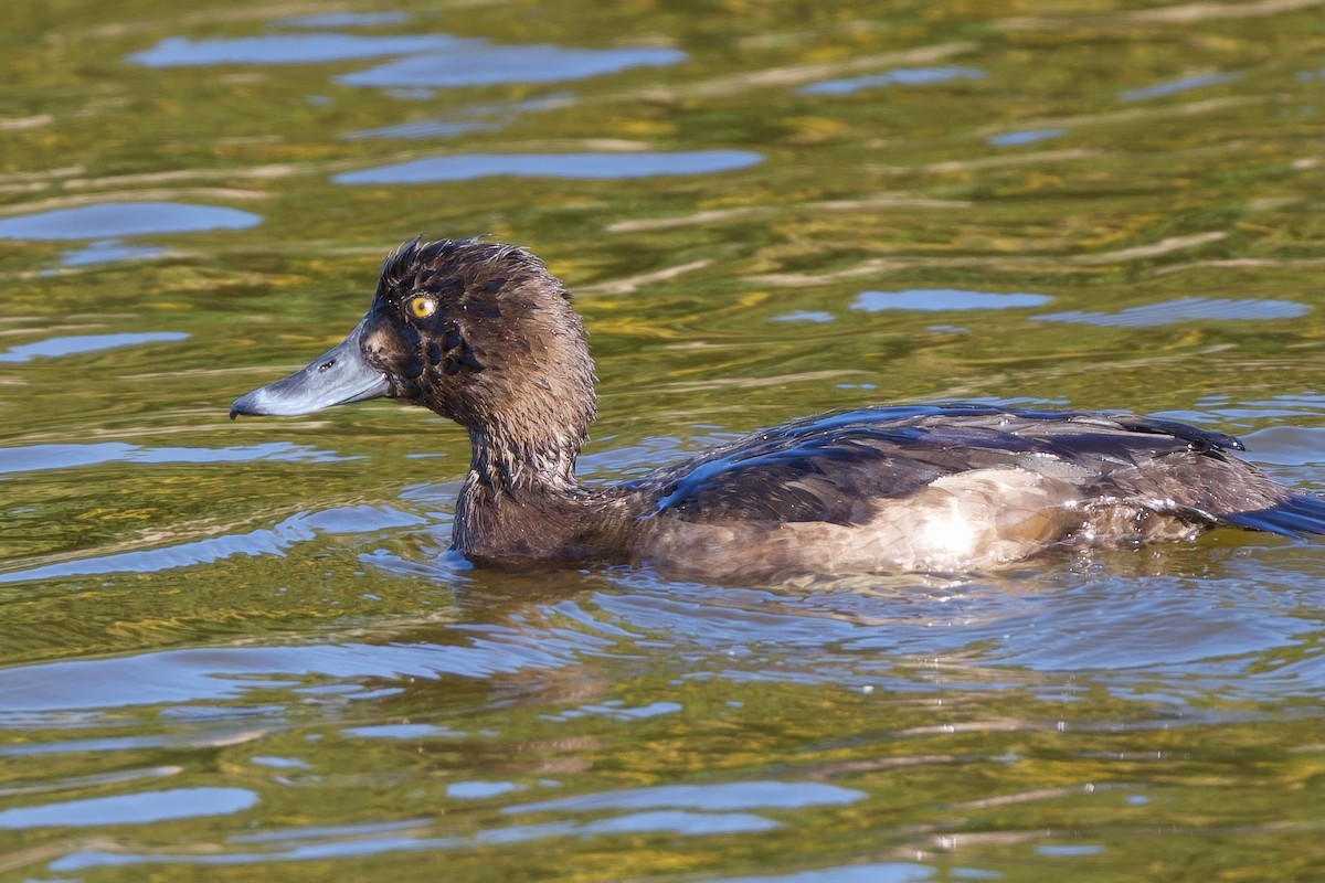 Гэзэгт шумбуур - ML646441252