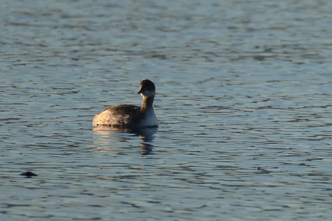 potápka černokrká - ML646441255