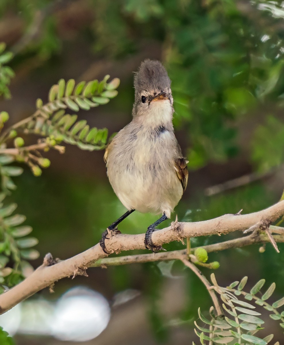 Southern Beardless-Tyrannulet - ML646441257