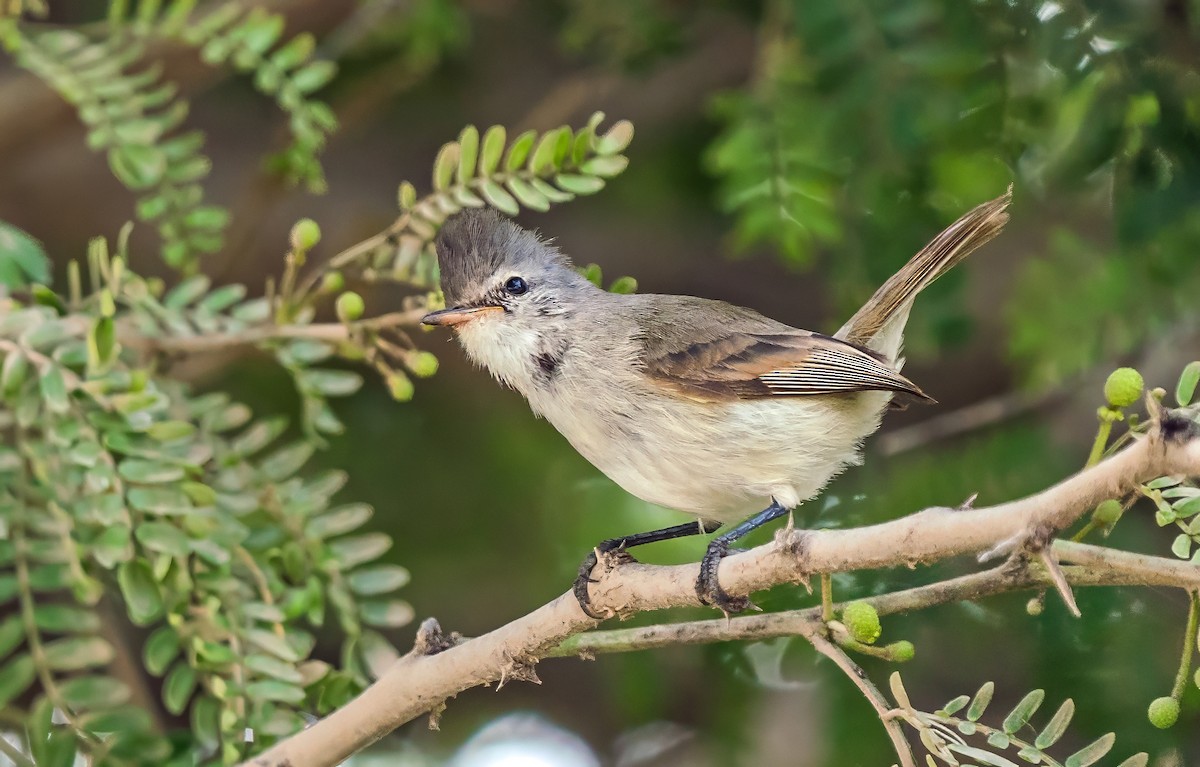 Southern Beardless-Tyrannulet - ML646441258