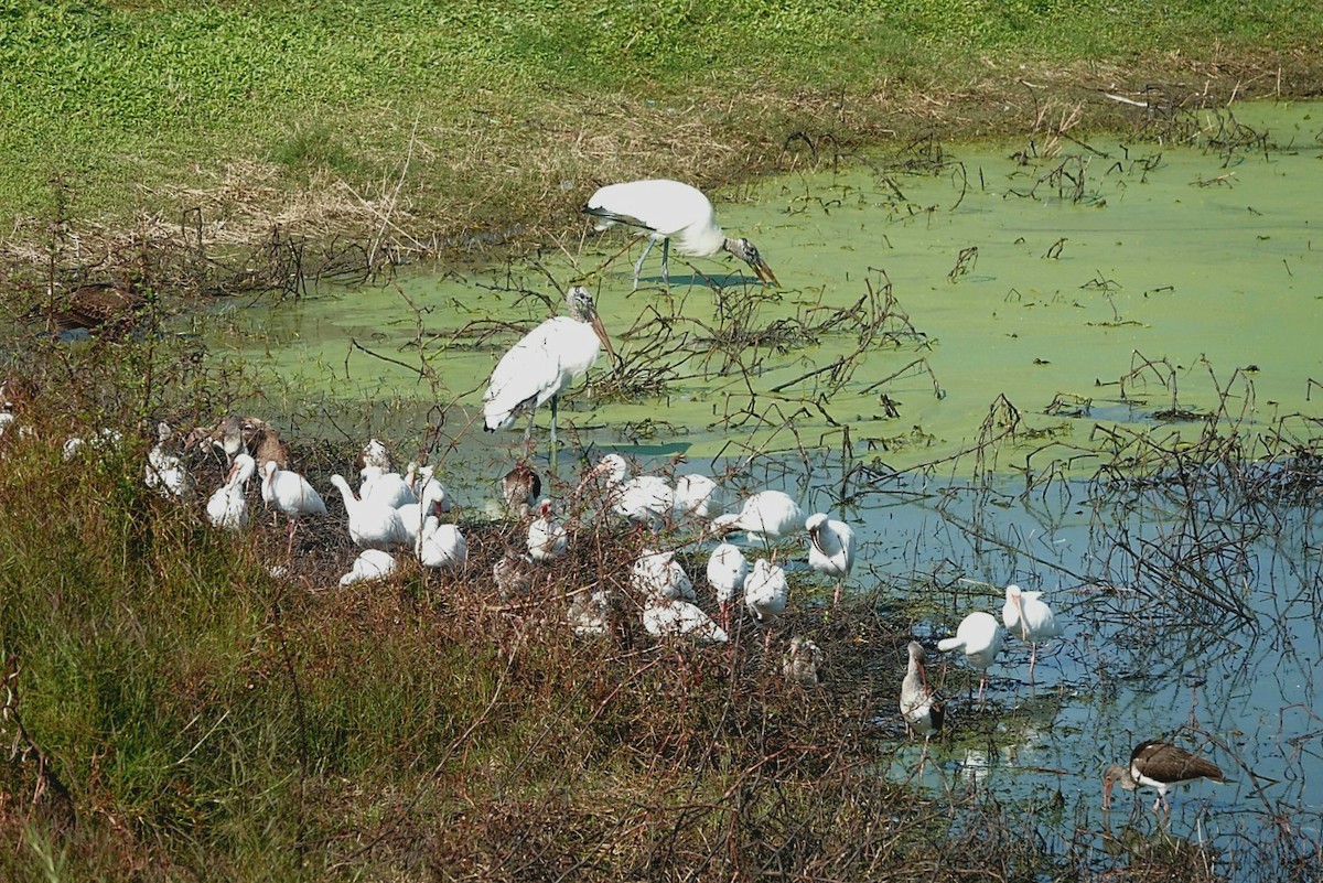 nesyt americký - ML646441261