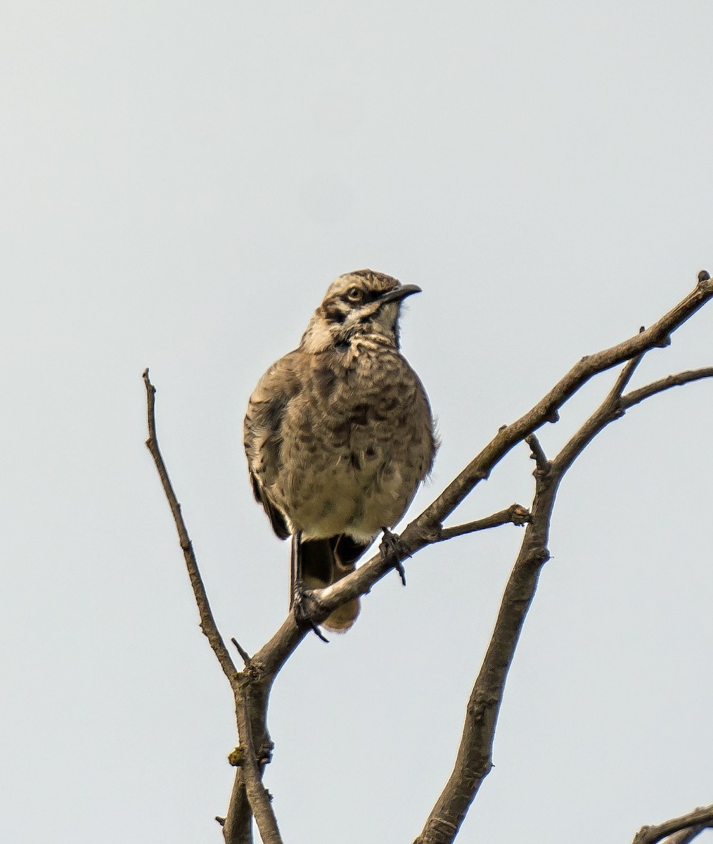 Long-tailed Mockingbird - ML646441265