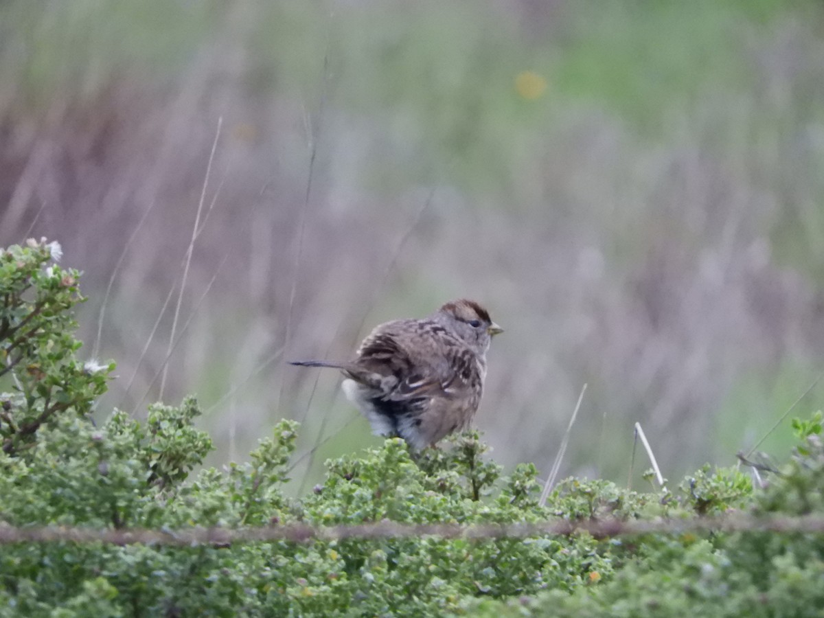 White-crowned Sparrow - ML646441267