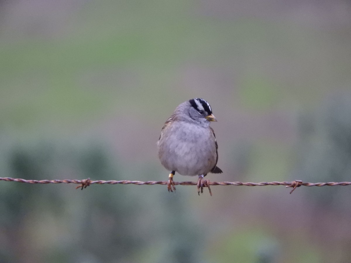 White-crowned Sparrow - ML646441268