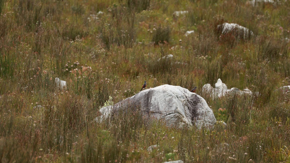 Kap Kayazıpları - ML646441271